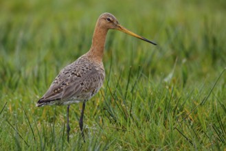 Black-tailed Godwit (Limosa limosa) foraging, Netherlands