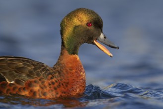 Chestnut Teal (Anas castanea), Victoria, Australia