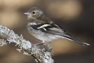Common Chaffinch (Fringilla coelebs) female, Andalusia, Spain