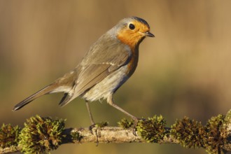 European Robin (Erithacus rubecula), Asturias, Spain