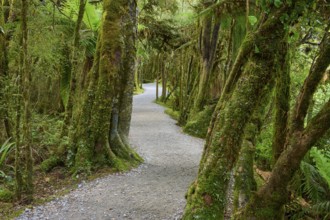 Winding forest path with moss-covered trees, quiet atmosphere, summer, Lake Matheson, Fox Glacier,