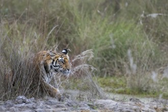 Royal Bengal tiger (Panthera tigris tigris), sneaking, coming out of bushes, Bandhavgarh National