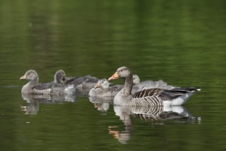 Greylag goose (Anser anser) with goslings, North Rhine-Westphalia, Germany