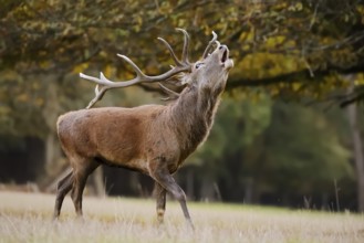 Red deer (Cervus elaphus), stag roaring, rutting season, North Rhine-Westphalia, Germany