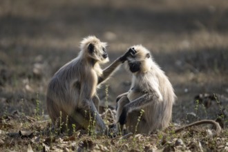 Northern plains gray langurs (Semnopithecus entellus), louse each other, Bandhavgarh National Park,