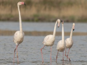 A group of flamingos in full courtship display in a wetland habitat on a clear day. The scene