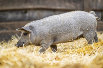 Mangalica domestic pig in the straw, Germany