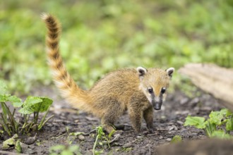 South American coati (Nasua nasua) youngster standing on the ground, captive, Zoo Augsburg