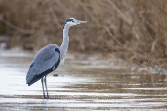 Grey heron (Ardea cinerea) Germany