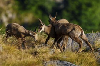 Three young chamois moving in a grassy, rocky environment surrounded by forest greenery, chamois,