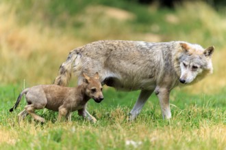 Wolf pup running across the meadow near its mother, Timberwolf, wolf, American wolf, (Canis lupus