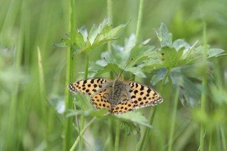Small Pearl-bordered Fritillary (Issoria lathonia), spread wings, orange, meadow, close-up, North