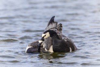 White-fronted Goose (Branta leucopsis), Geese (Anseriformes), Mating in the water, Aventdalen,