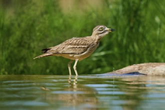A bird in a calm environment, standing in the water, Stone Curlew (Burhinus oedicnemus), spring,