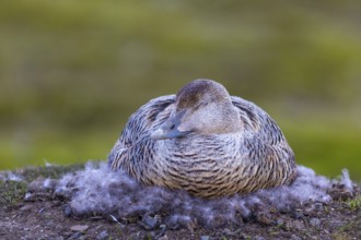 Eider duck (Somateria mollissima), hen brooding on the nest, duck birds (Anatidae), Aventdalen,