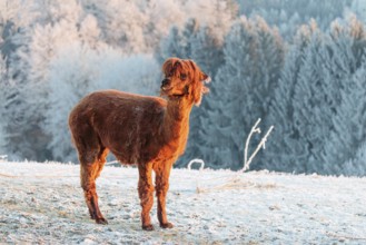 A brown alpaca (Vicugna pacos) stands in the early morning light on a frozen meadow in hilly