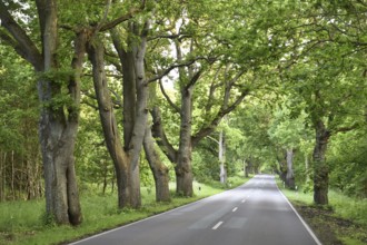 Oak avenue, oaks (Quercus robur) on the island of Rügen, Mecklenburg-Western Pomerania, Germany