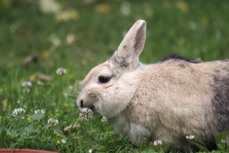 Rabbit (Oryctolagus cuniculus domestica), clover (Trifolium), eating, meadow, portrait, cute