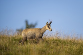 Chamois (Rupicapra rupicapra) on a meadow in the Vosges Mountains, wildlife, France