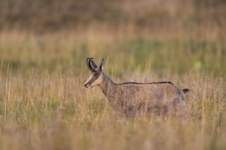 Chamois (Rupicapra rupicapra) on a meadow in the Vosges Mountains, wildlife, France