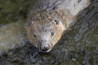 Eurasian beaver, European beaver (Castor fibre), swimming in a stream, Canton Zug, Switzerland
