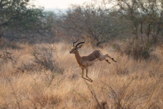 Springbok, male leaps into the air, dry grass, Kruger National Park, South Africa