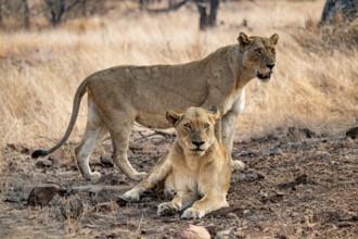 Two lionesses, Kruger National Park, South Africa