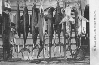 Sport fishing, sport fishermen, fishing for pleasure, various sharks, dolphins, barracudas, Miami,