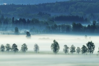 Early morning fog over the moor, birch (Betula), birch family (Betulaceae), fog, Pfrungen,