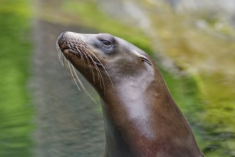 California sea lion (Zalophus californianus), adult, captive, animal portrait, occurrence Pacific