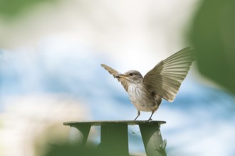 A grey flycatcher (Muscicapa striata) with outstretched wings holding prey in its beak against a
