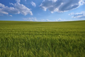 Endless green grain field under a partly cloudy summer sky, summer, Thüngen, Main Spessart