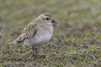 Stopover in North Rhine-Westphalia... Golden plover (Pluvialis apricaria) on migration, foraging in
