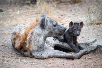 Spotted hyena (Crocuta crocuta), adult female with playing young, lying down, Kruger National Park,