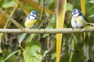 Blue tit (Parus caeruleus) Germany