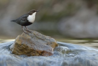On top... White-throated Dipper (Cinclus cinclus) in its typical habitat, standing on a stone in