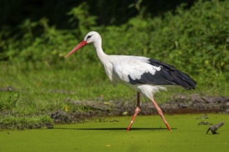 White stork (Ciconia ciconia) beside a little lake, Hesse, Germany