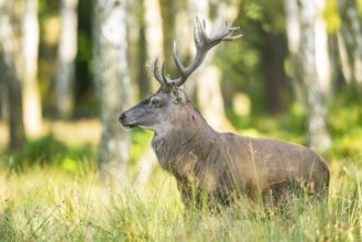 Red deer (Cervus elaphus) stag on a meadow, Bavaria, Germany
