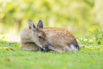 Sika deer (Cervus nippon) youngster on a meadow, Bavaria, Germany