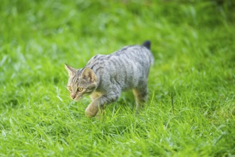 European wildcat (Felis silvestris silvestris) on a meadow, Hesse, Germany