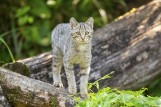 European wildcat (Felis silvestris silvestris) on an old tree trunk, Hesse, Germany