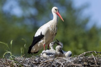 Stork standing vigil with its chicks in the nest, White Stork (Ciconia ciconia), wildlife, Germany