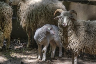 Forest sheep (Ovis aries) with lamb, game park, Bavaria, Germany