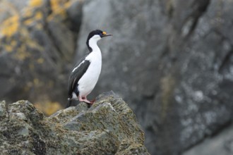 South Georgia Shag (Leucocarbo georgianus), South Georgia