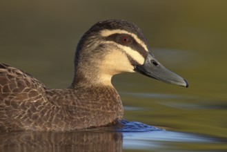 Pacific Black Duck (Anas superciliosa), Victoria, Australia