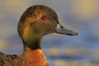 Chestnut Teal (Anas castanea), Victoria, Australia