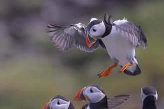 Atlantic Puffin (Fratercula arctica) landing, Scotland, United Kingdom