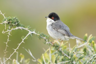 Sardinian Warbler (Sylvia melanocephala) male, Mallorca, Spain