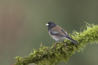 Oregon Junco (Junco hyemalis oreganus), British Columbia, Canada