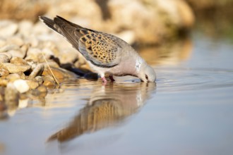 European Turtle Dove (Streptopelia turtur) drinking at a waterhole, Castile-La Mancha, Spain